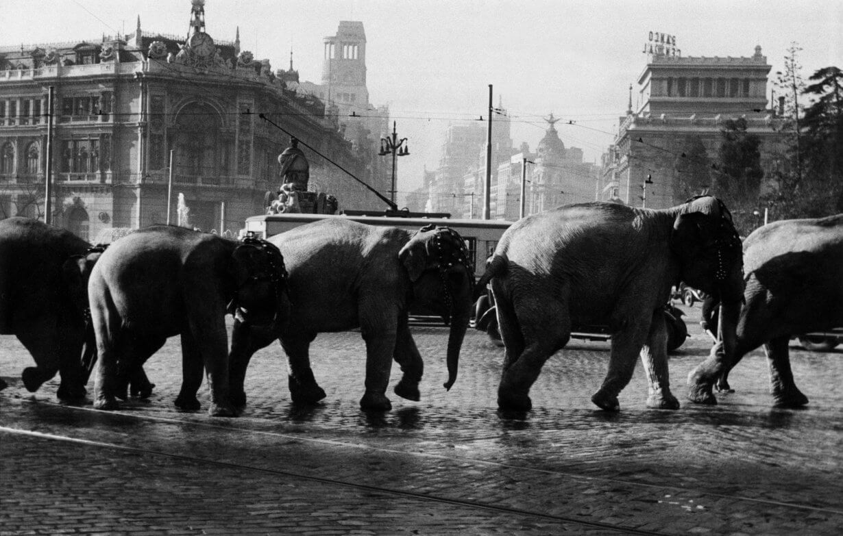 Años 50: Elefantes en la Cibeles