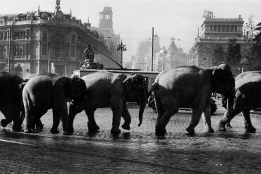 Años 50: Elefantes en la Cibeles